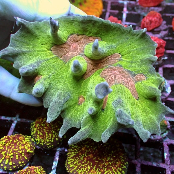 WYSIWYG 337 Pectinia