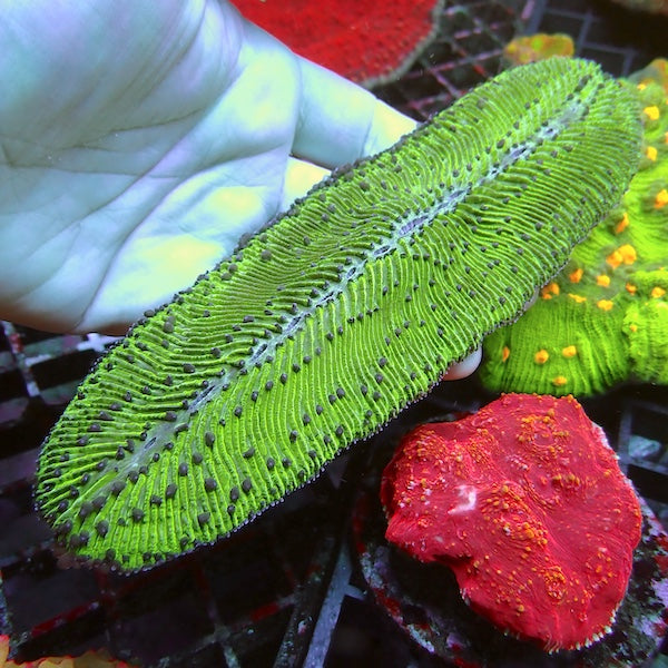 WYSIWYG 329 Green Slipper Coral
