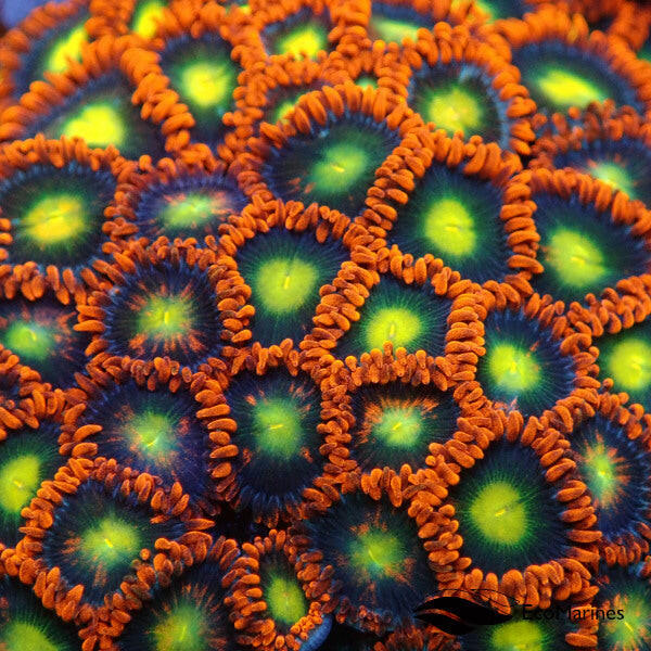 Aussie Mandarin Zoa 3 Polyps.