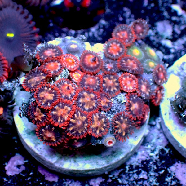 WYSIWYG 194 Zoa Garden