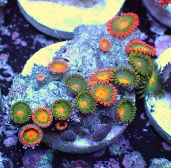 WYSIWYG 139 Mini Zoa Garden