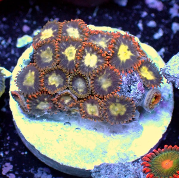 WYSIWYG 135 Zoa Garden