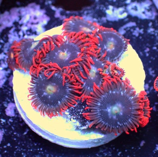 WYSIWYG 142 Mini Zoa