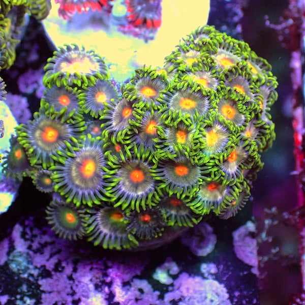 WYSIWYG 136 Zoa Garden