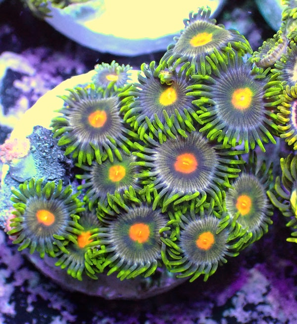 WYSIWYG 146 Mini Zoa Garden