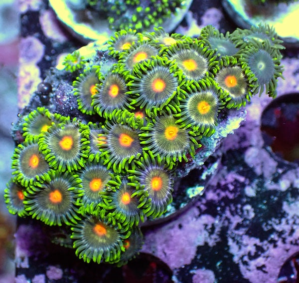 WYSIWYG 198 Mini Zoa Garden
