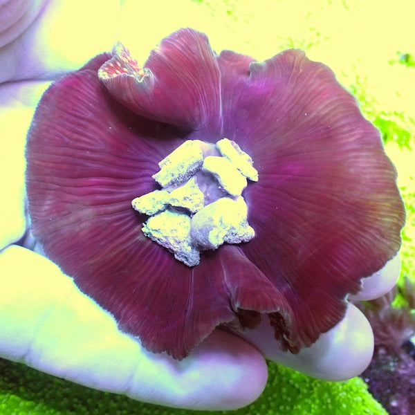 WYSIWYG 400 Pink Interstellar Mushroom