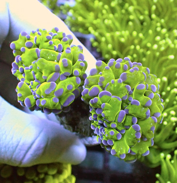 WYSIWYG 107 Buzz Lightyear Frammer 2 Polyps