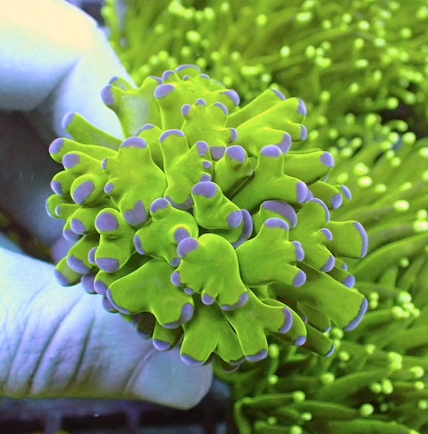 WYSIWYG 109 Buzz Lightyear Frammer 1 Polyp.