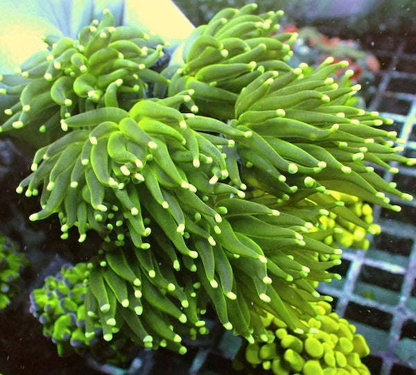 WYSIWYG 403 Fluoro Green Torch 6 Polyps