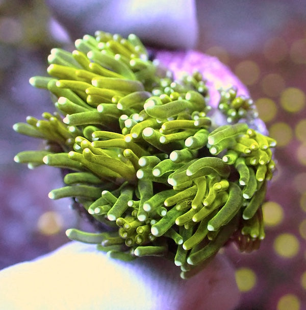 Fluoro Green Tip Galaxia