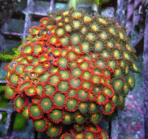 WYSIWYG 357 Zoa Garden