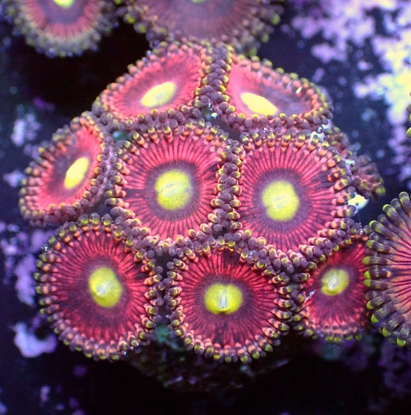 WYSIWYG 123 Cats Eye Zoa