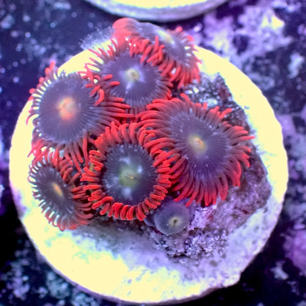 WYSIWYG 207 Mini Zoa Garden
