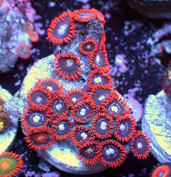 WYSIWYG 184 Mini Zoa Garden