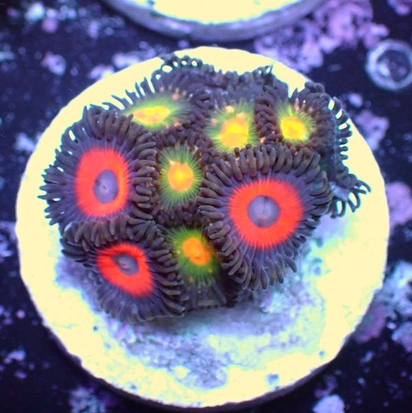 WYSIWYG 170 Zoa Garden