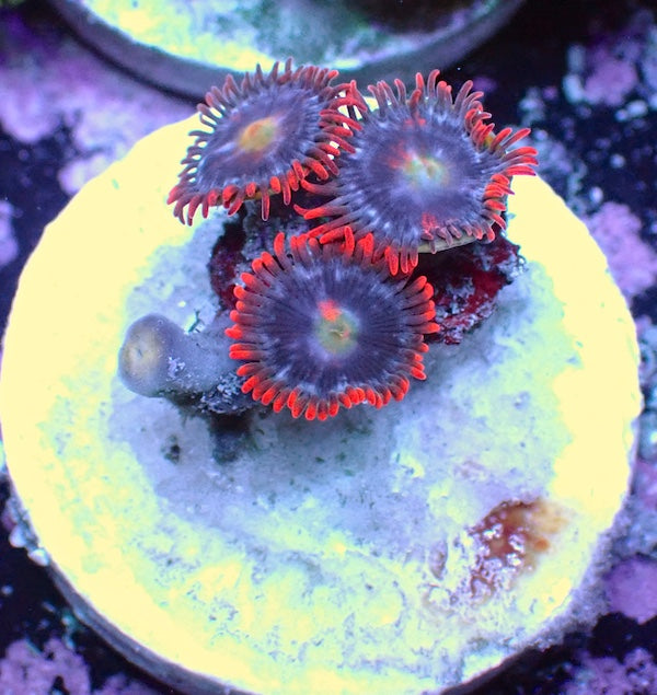 WYSIWYG 124 Mini Zoa Garden