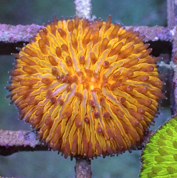 WYSIWYG 324 Fluoro Orange Fungia Plate Coral