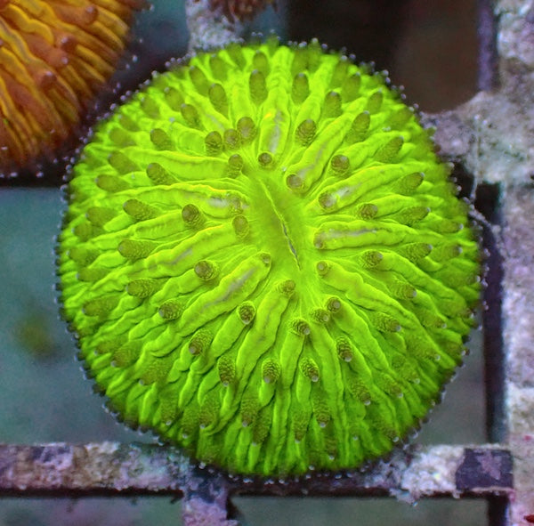 WYSIWYG 325 Fluoro Green Fungia Plate Coral