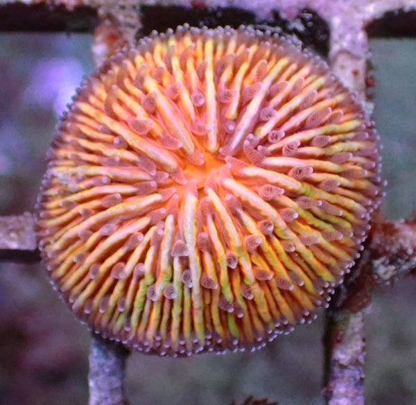WYSIWYG 328 Fluoro Orange/Green Fungia Plate Coral