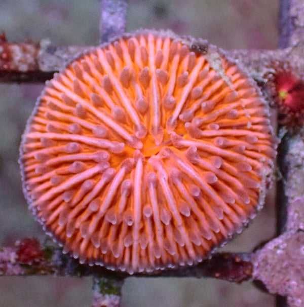 WYSIWYG 329 Fluoro Orange Fungia Plate Coral