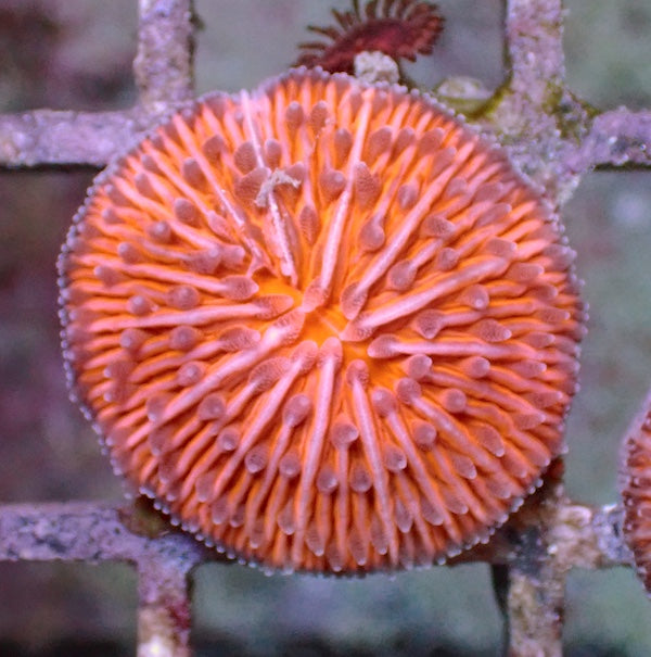 WYSIWYG 330 Fluoro Orange Fungia Plate Coral