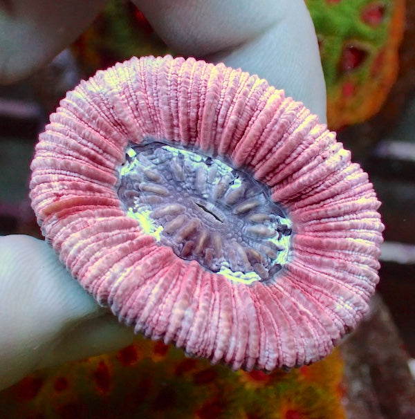 WYSIWYG 51 Pink Rim Trachyphyllia