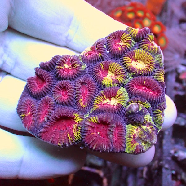 WYSIWYG 47 Marbled Favia Colony