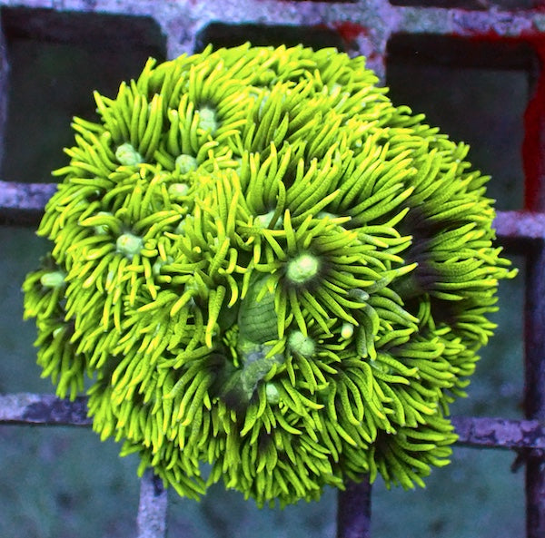 WYSIWYG 304 Green Long Tentacle Goniopora Colony