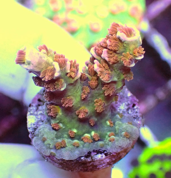 WYSIWYG 98 EMs Blazing Bifaria Acropora