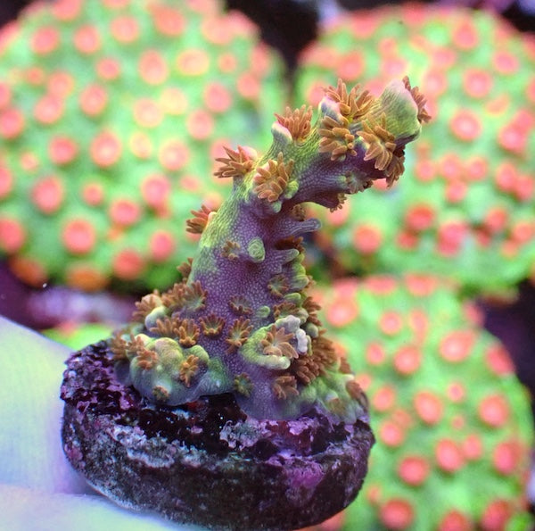 WYSIWYG 106 EMs Blazing Bifaria Acropora