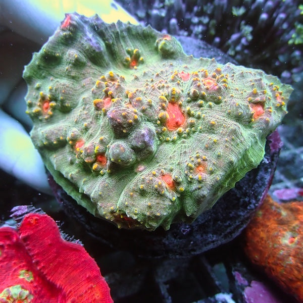 C+ 10 24K Chalice – Charterhouse Aquatics