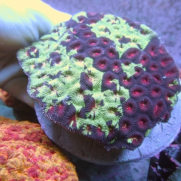 WYSIWYG 22 Green Marble Favia Colony