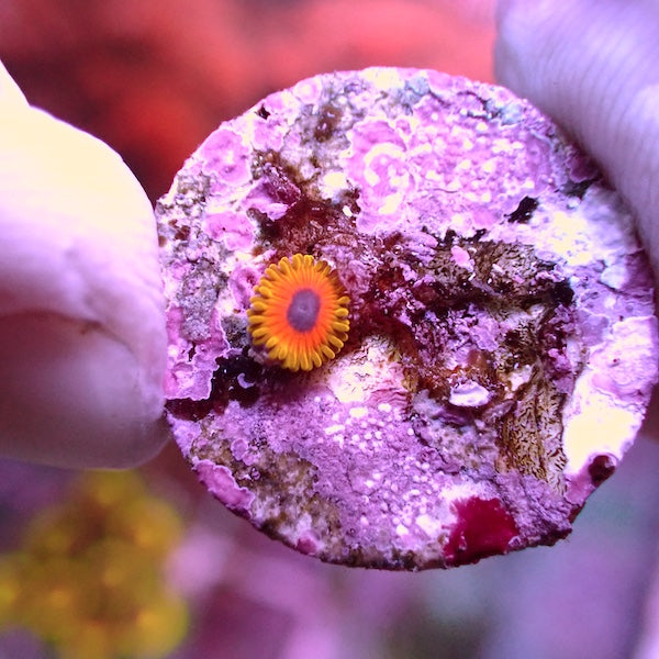 Great Owl Zoa 1 Polyp