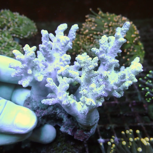 Sinularia Finger Leather Colony