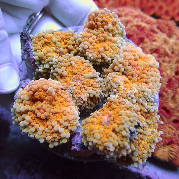 WYSIWYG 46 Yellow/Orange Centre Ricordea yuma Colony