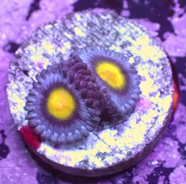 WYSIWYG 171 AOI Zoa