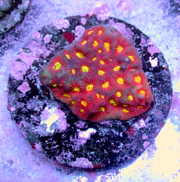 WYSIWYG 227 Red/Yellow Favites Colony