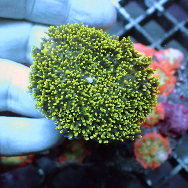 Green Furry Mushroom Polyp