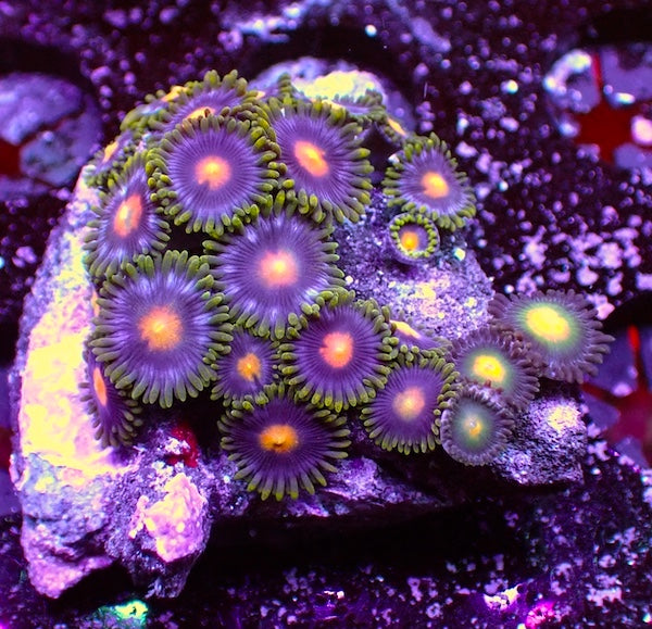 WYSIWYG 147 Mini Zoa Garden