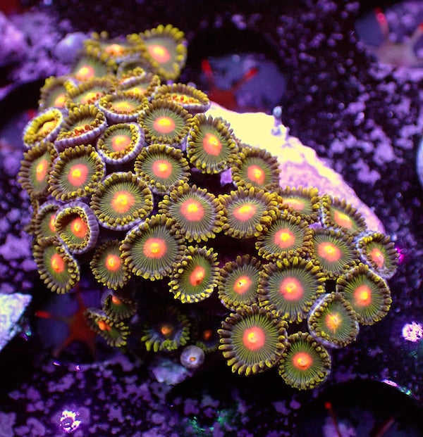WYSIWYG 97 Mini Zoa Garden