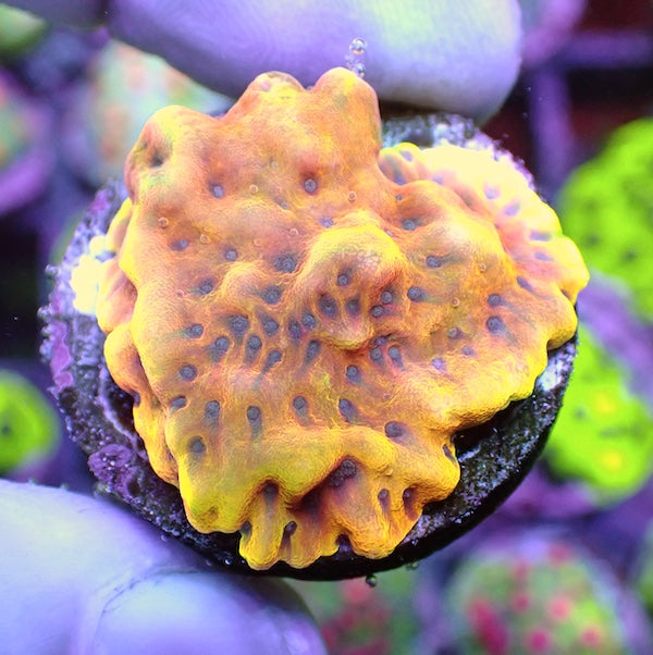 WYSIWYG 401 Beach Bum Montipora