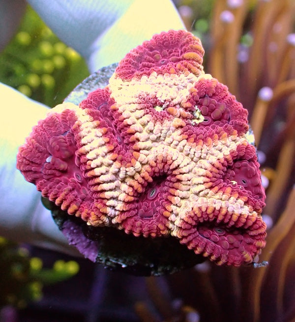 WYSIWYG 209 Royal Ripple Favia