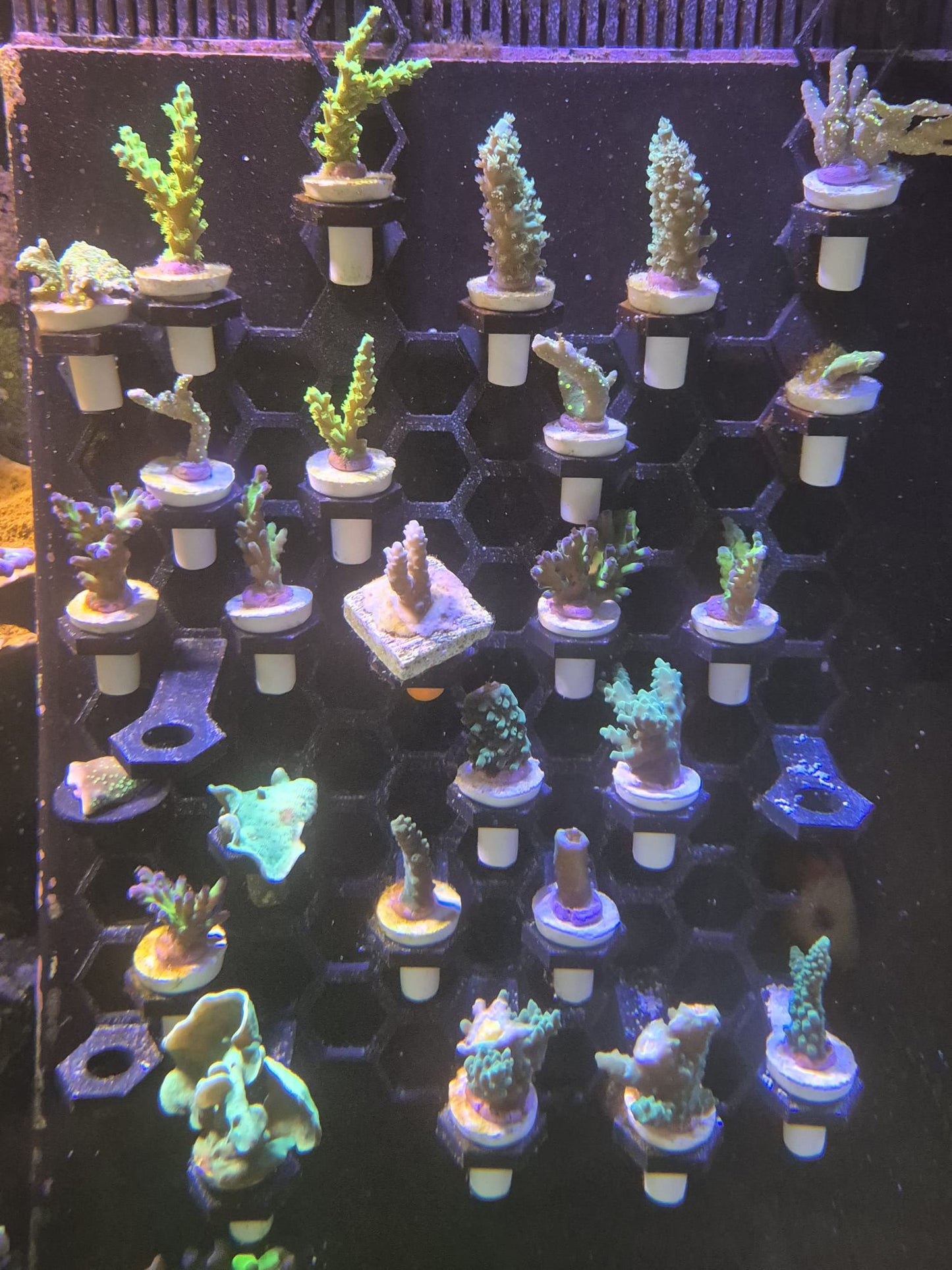 Charterhouse 3D Frag Wall Large