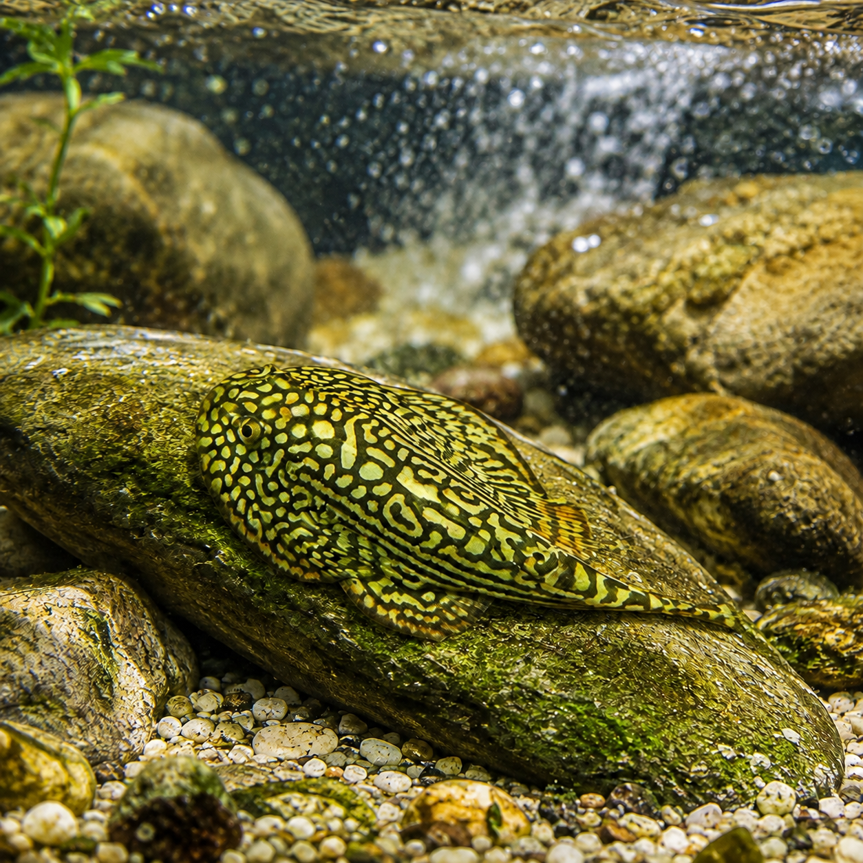 pinstripe hillstream loach grazing on rock
