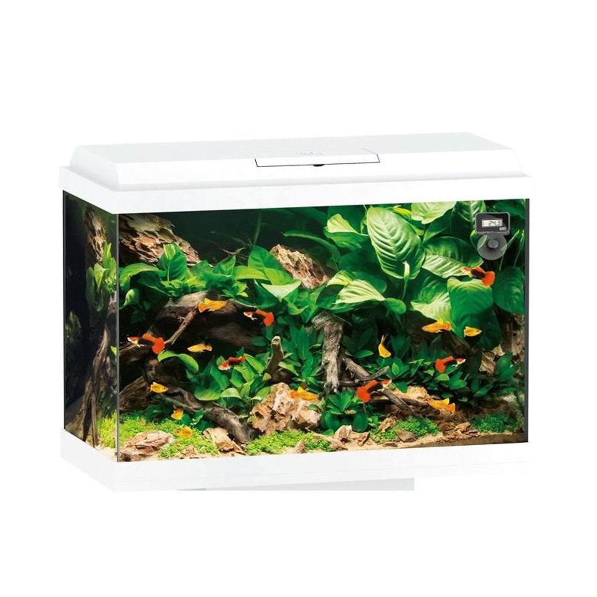 Juwel Primo LED Aquarium