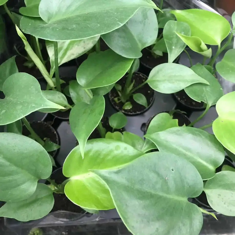 Swiss Cheese Plant (Monstera delicoisa)  Charterhouse Aquatics