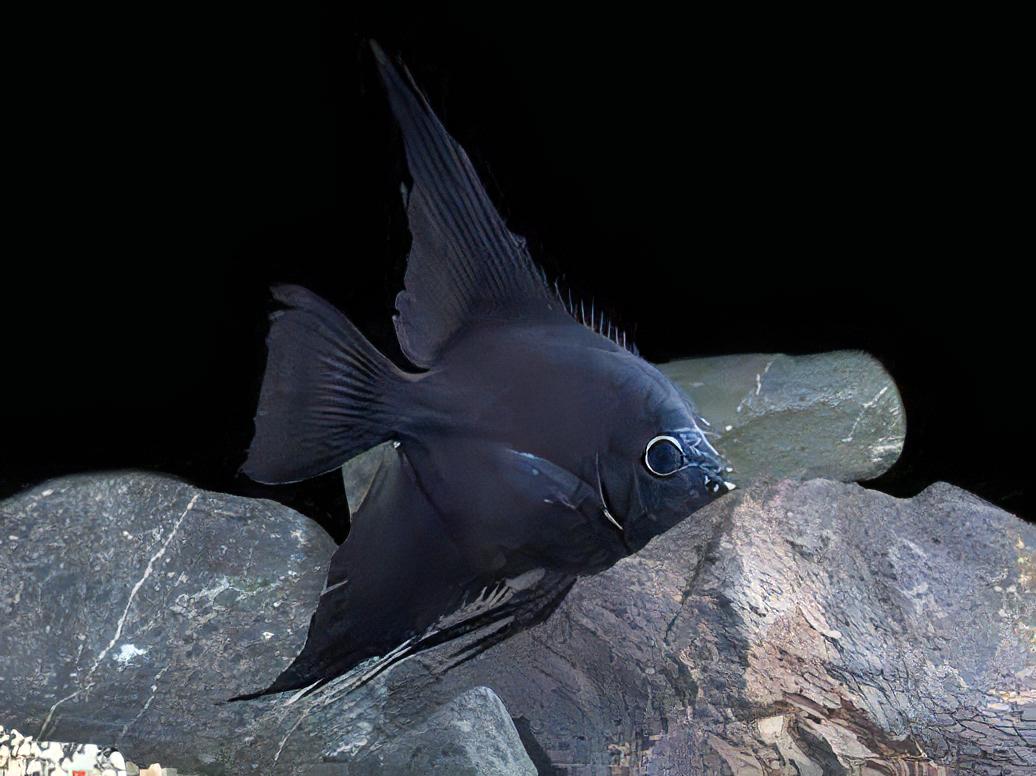 Black Angelfish Pterophyllum Scalare.