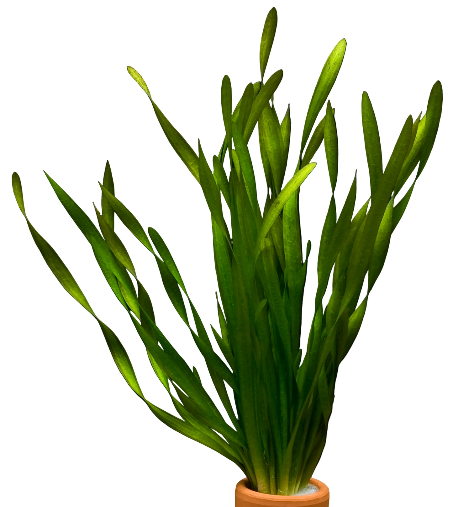 Vallisneria spiralis ‘Tortifolia’ (corkscrew)