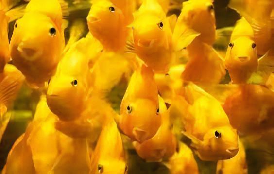 Yellow Parrot Fish Hybrid Amphilophus Citrinellus × Vieja melanurus 5cm.